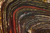Polished Tiger Iron Stromatolite - Billion Years #129333-1